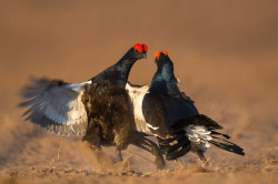 JPG Image, 153KB, 1280px × 853px